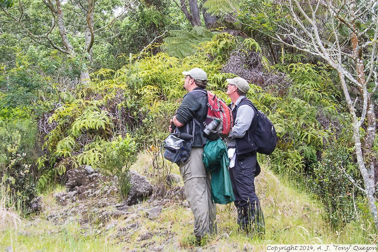Professional Bird Stalkers, Field Guides, Pua Akala Tract, Hakalau Forest National Wildlife Refuge