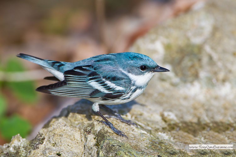 Cerulean Warbler (Dendroica cerulea)