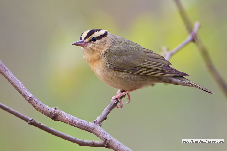 Worm-eating Warbler (Helmitheros vermivorum)