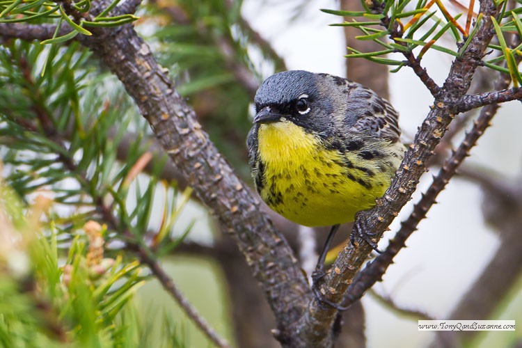 Kirtland's Warbler (Dendroica kirtlandii)