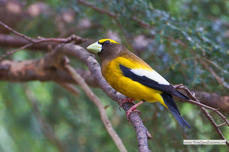 Evening Grosbeak (Coccothraustes vespertinus)