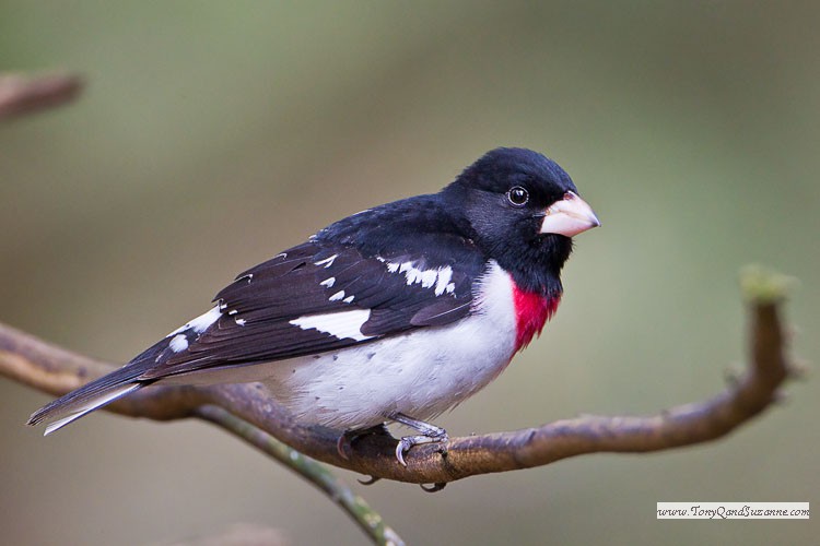 Rose-breasted Grosbeak(Pheucticus ludovicianus)