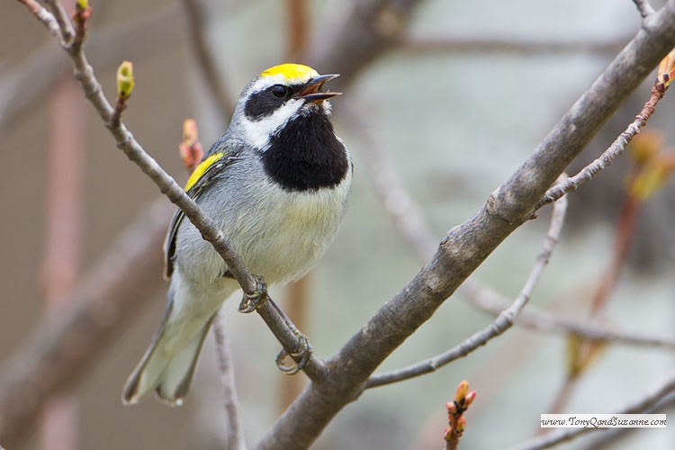 Golden-winged Warbler (Vermivora chrysoptera)