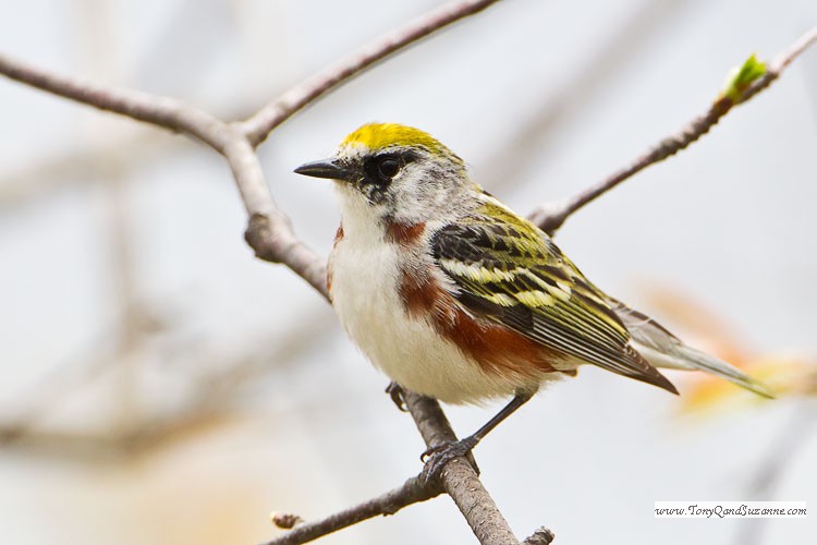 Chestnut-sided Warbler (Dendroica pensylvanica)