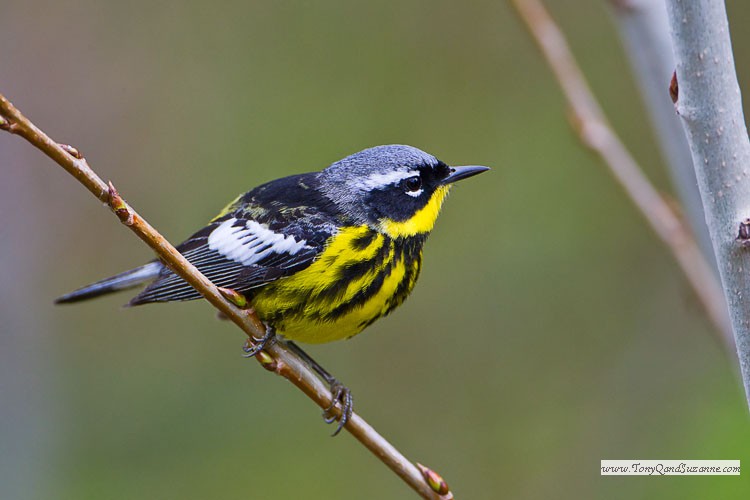 Magnolia Warbler (Dendroica magnolia)