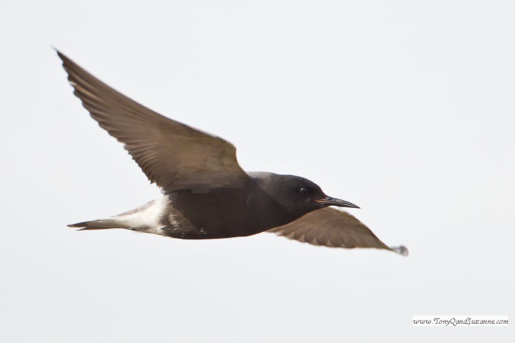 Black Tern (Chlidonias niger)