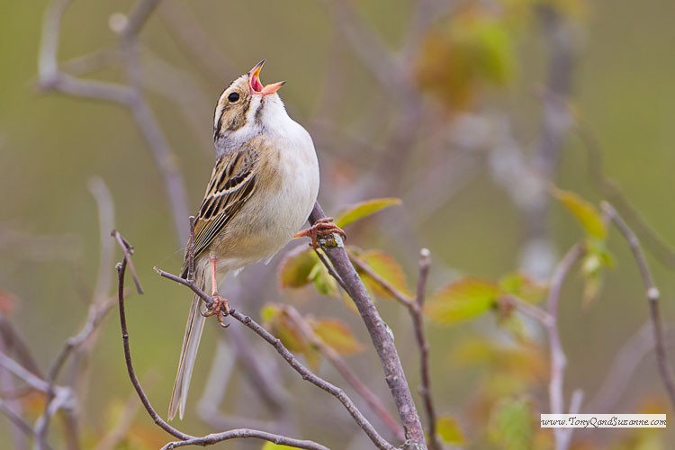 Clay-colored Sparrow (Spizella pallida)