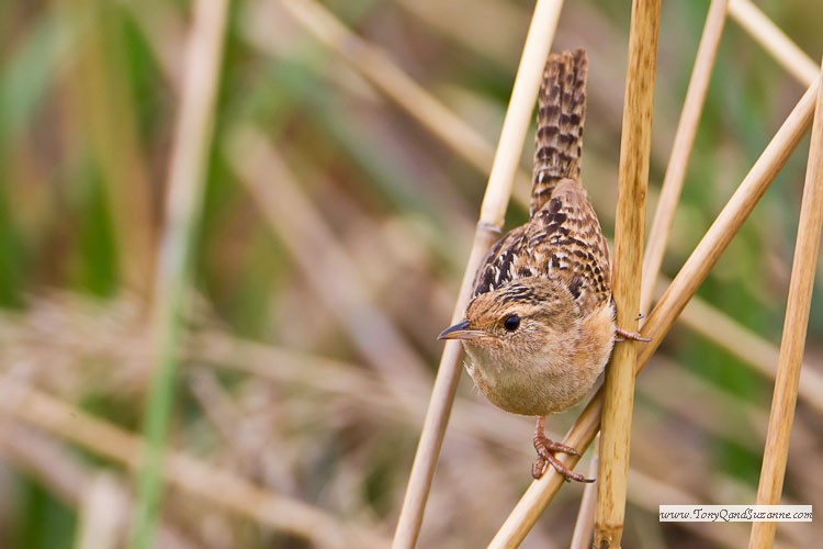 Sedge Wren (Cistothorus platensis)