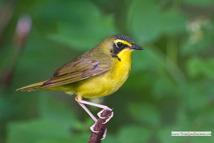 Kentucky Warbler (Oporornis formosus)