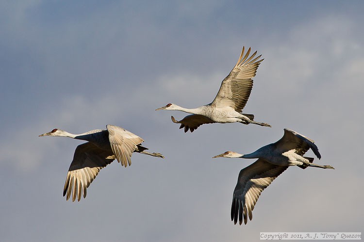 Sandhill Cranes (Grus canadensis)