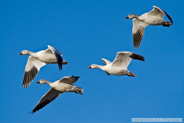 Snow Geese (Chen caerulescens)