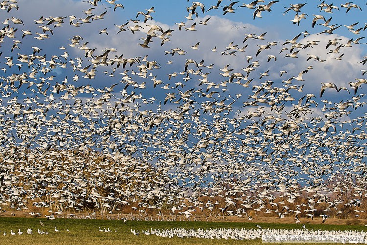 Snow Geese blasting off.