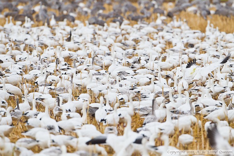 Feeding frenzy.