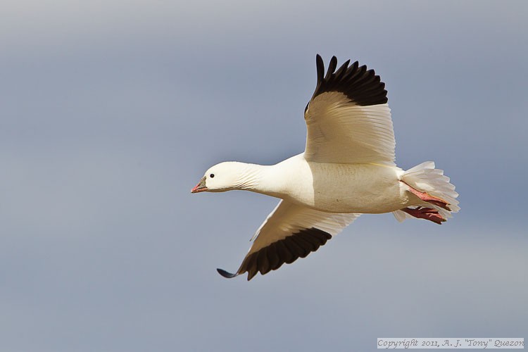 Ross's Goose (Chen rossii)