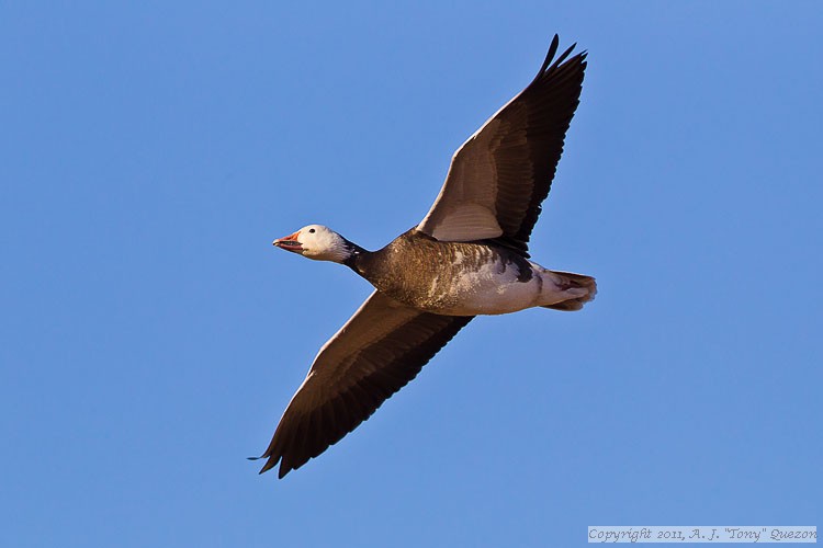 Snow Goose (Chen caerulescens) - blue-morph