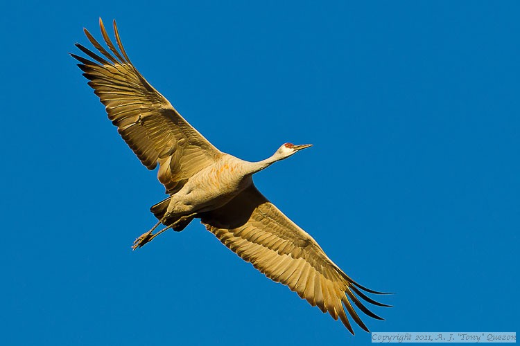 Sandhill Crane (Grus canadensis)