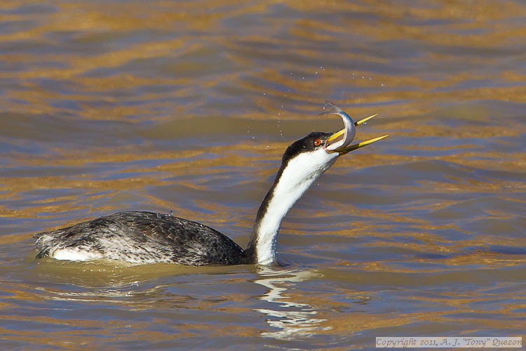 Western Grebe (Aechmophorus occidentalis)