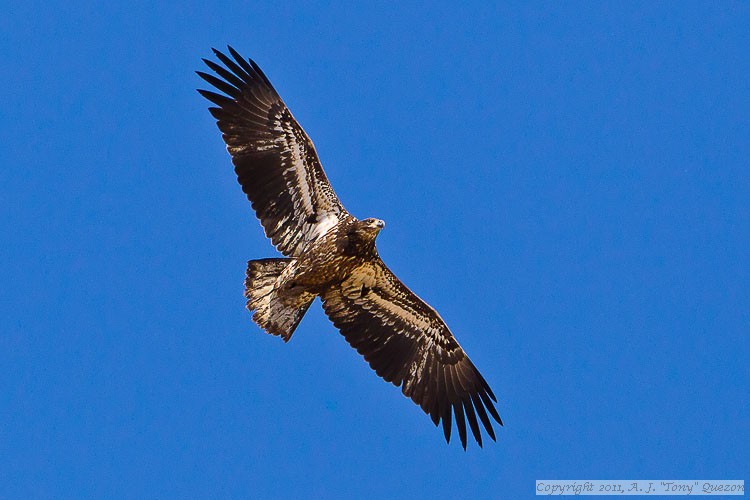 Immature Bald Eagle (Haliaeetus leucocephalus)