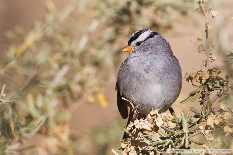 White-crowned Sparrow (Zonotrichia leucophrys)