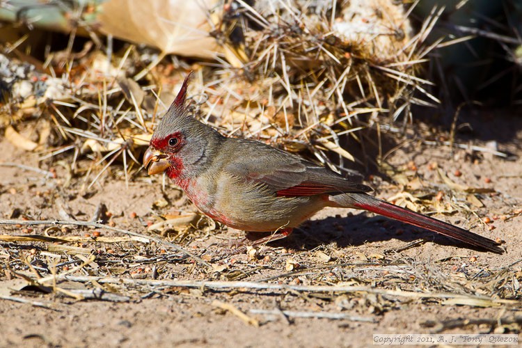 Pyrrhuloxia (Cardinalis sinuatus)