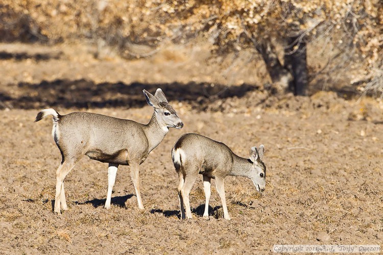 Mule Deer (Odocoileus hemionus)