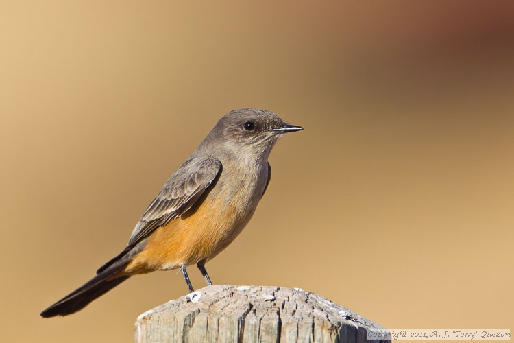 Say's Phoebe (Sayornis saya)