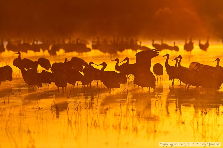 Sandhill Cranes through the sunrise mist.