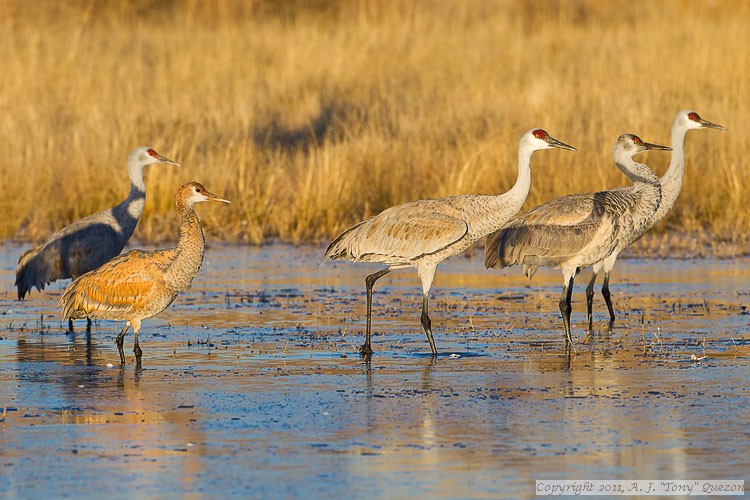 Sandhill Cranes (Grus canadensis)