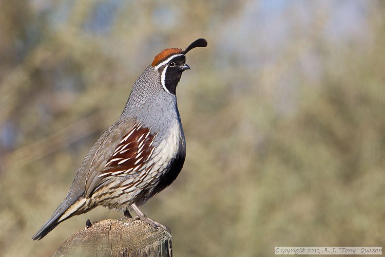 Gambel's Quail (Callipepla gambelii)