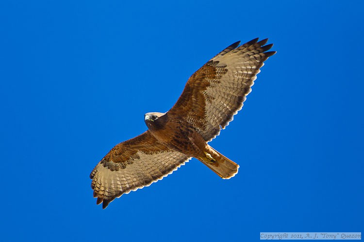 Red-tailed Hawk (Buteo jamaicensis calurus) - Western rufous-morph