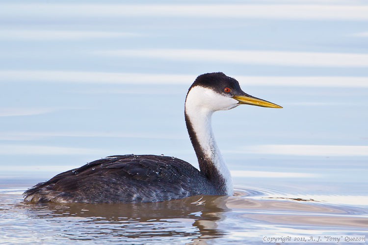 Western Grebe (Aechmophorus occidentalis)