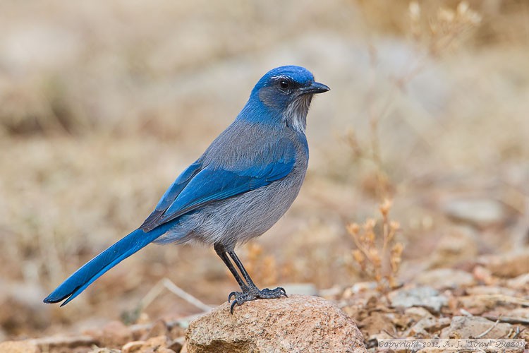 Western Scrub Jay (Aphelocoma californica)