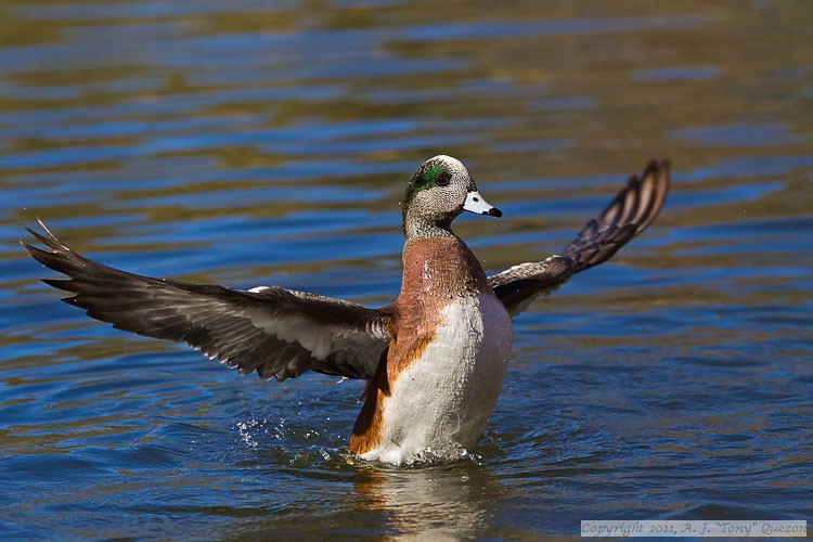 American Widgeon (Anas americana)