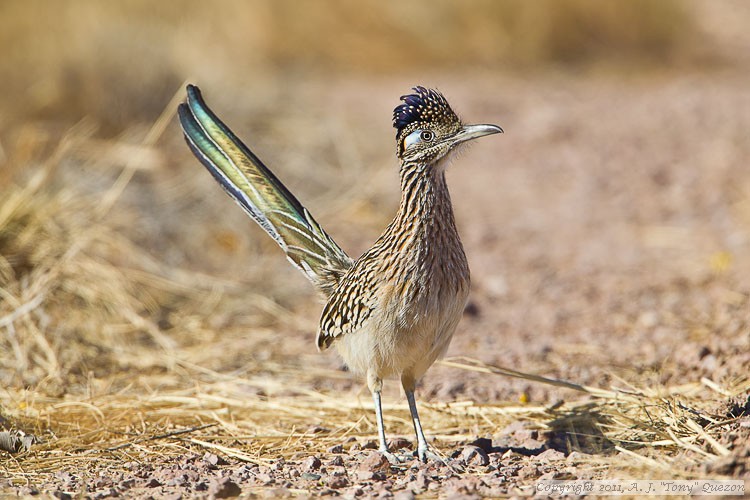 Greater Roadrunner (Geococcyx californianus)