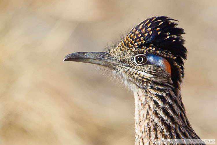 Greater Roadrunner (Geococcyx californianus)