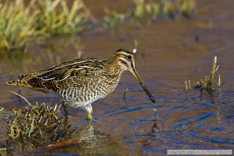 Wilson's Snipe (Gallinago delicata)