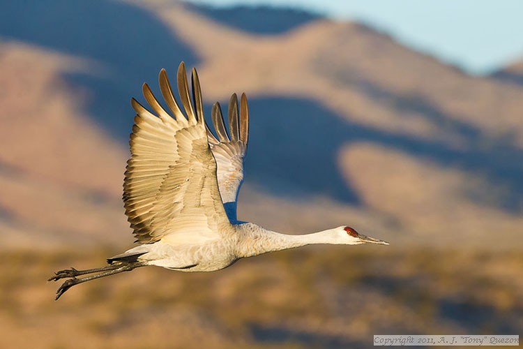 Sandhill Crane (Grus canadensis)