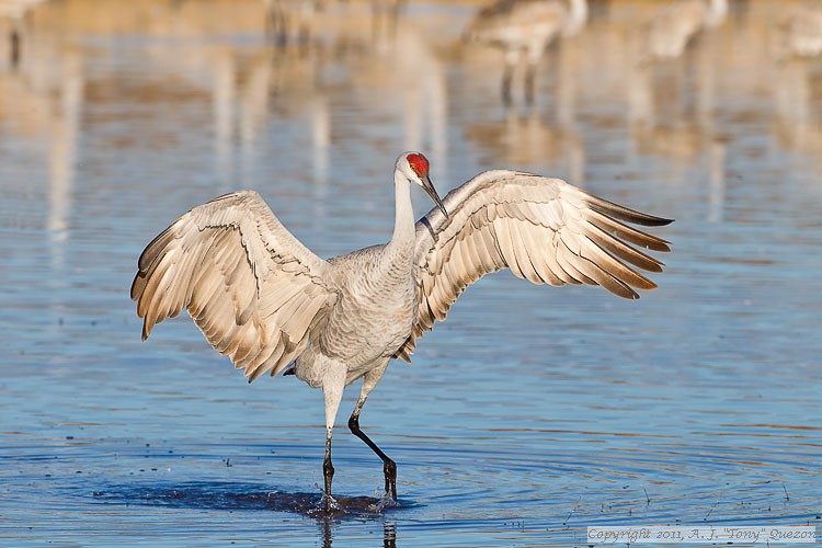 Sandhill Crane (Grus canadensis)