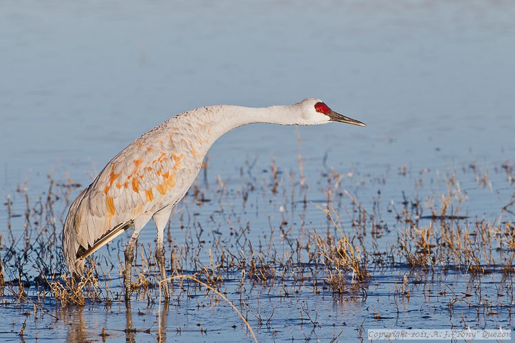 Getting ready to take off - Sandhill Crane (Grus canadensis)