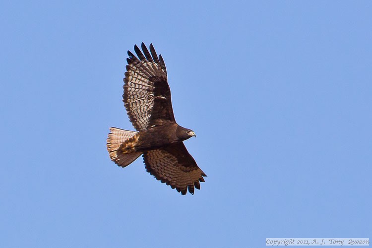 Red-tailed Hawk (Buteo jamaicensis calurus) - Western dark-morph