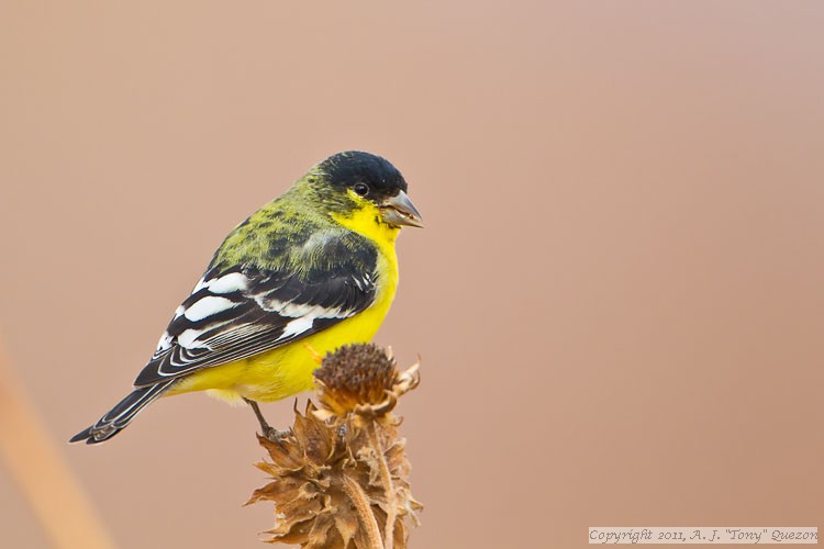 Lesser Goldfinch (Carduelis psaltria)