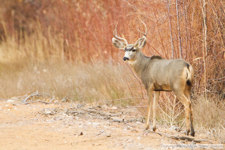 Mule Deer (Odocoileus hemionus)