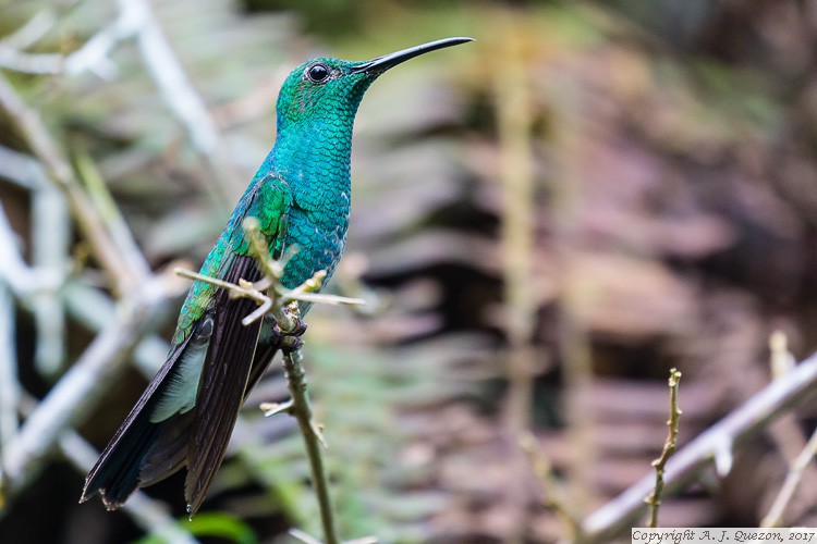 White-vented Plumeleteer (Chalybura buffonii)