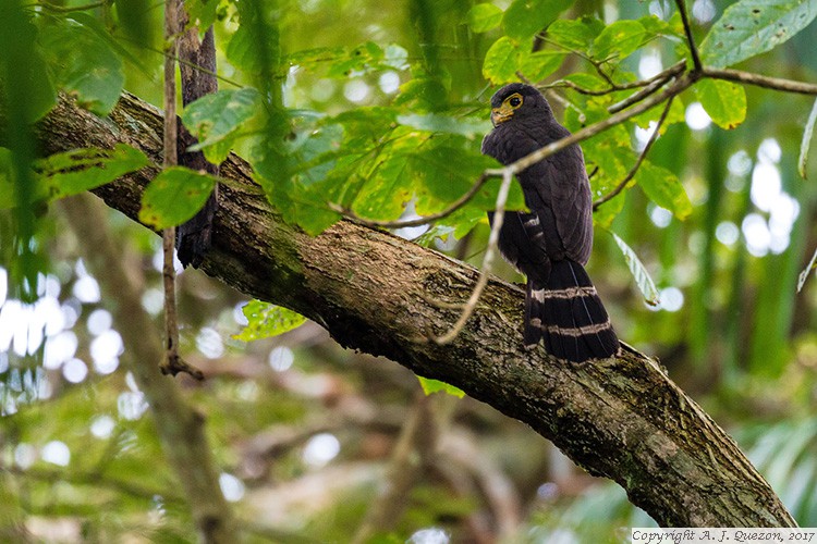 Slaty-backed Forest-Falcon (Micrastur mirandollei)