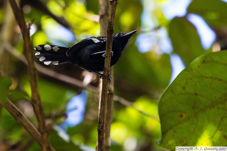 Dot-winged Antwren (Microrhopias quixensis)