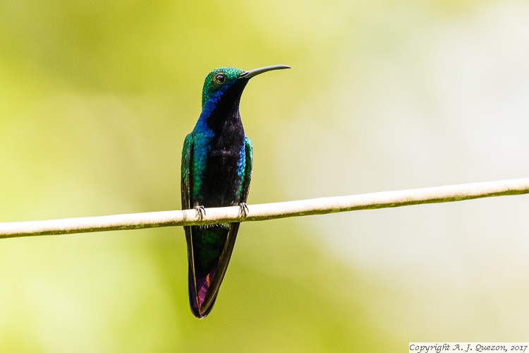 Black-throated Mango (Anthracothorax nigricollis)