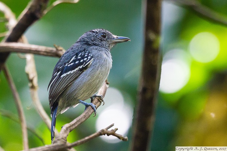 Black-crowned Antshrike (Thamnophilus atrinucha)