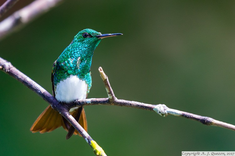 Snowy-bellied Hummingbird (Amazilia edward)