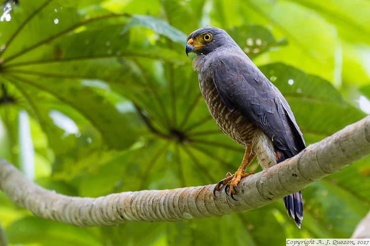 Roadside Hawk (Buteo magnirostris)