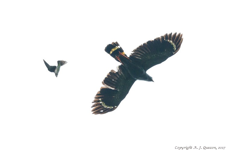 Crane Hawk (Geranospiza caerulescens)